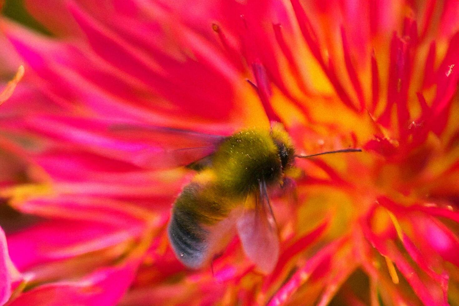 Bee pollinating vibrant dahlia, garden, close-up photo