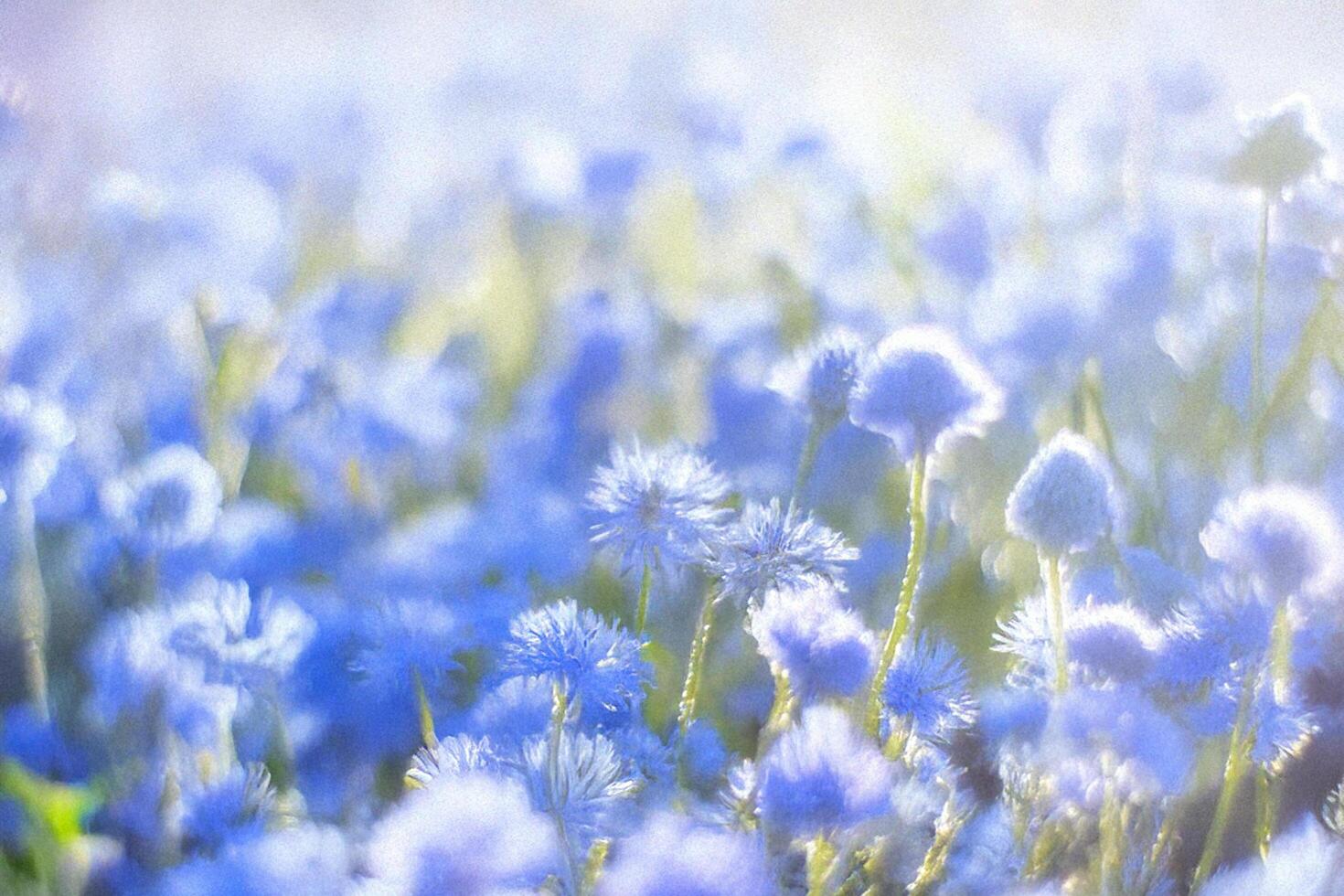 Sunny Blue Flowers Field, Soft Focus Background, Spring photo