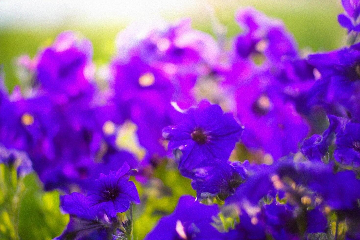 Vibrant purple petunias bloom in garden, sunny day photo