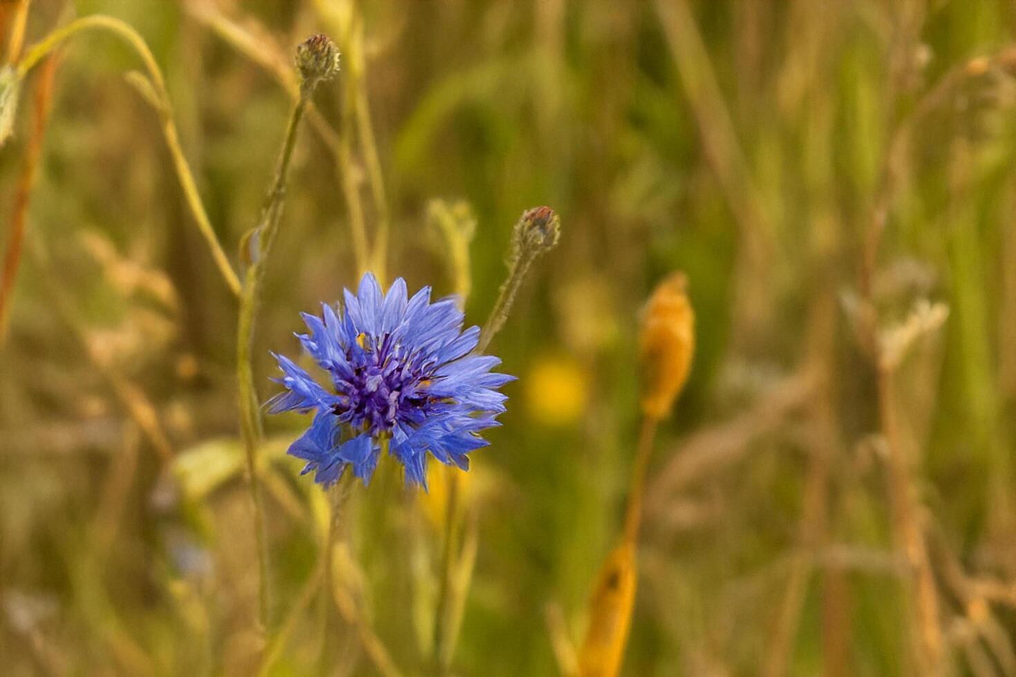 Blue cornflower blooms in field, summer sun photo