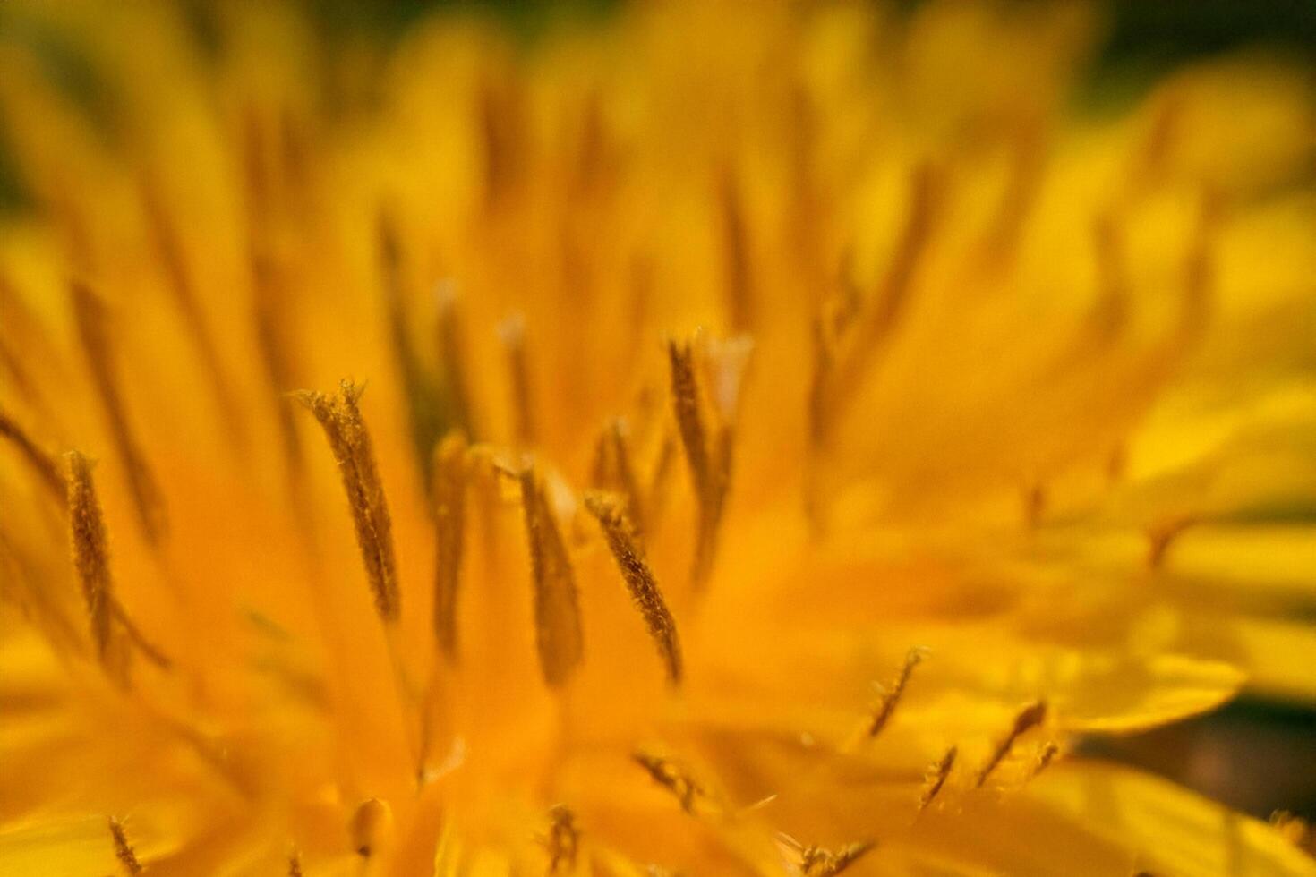 Close-up Dandelion Bloom, Garden, Spring, Sunlight, Macro photo
