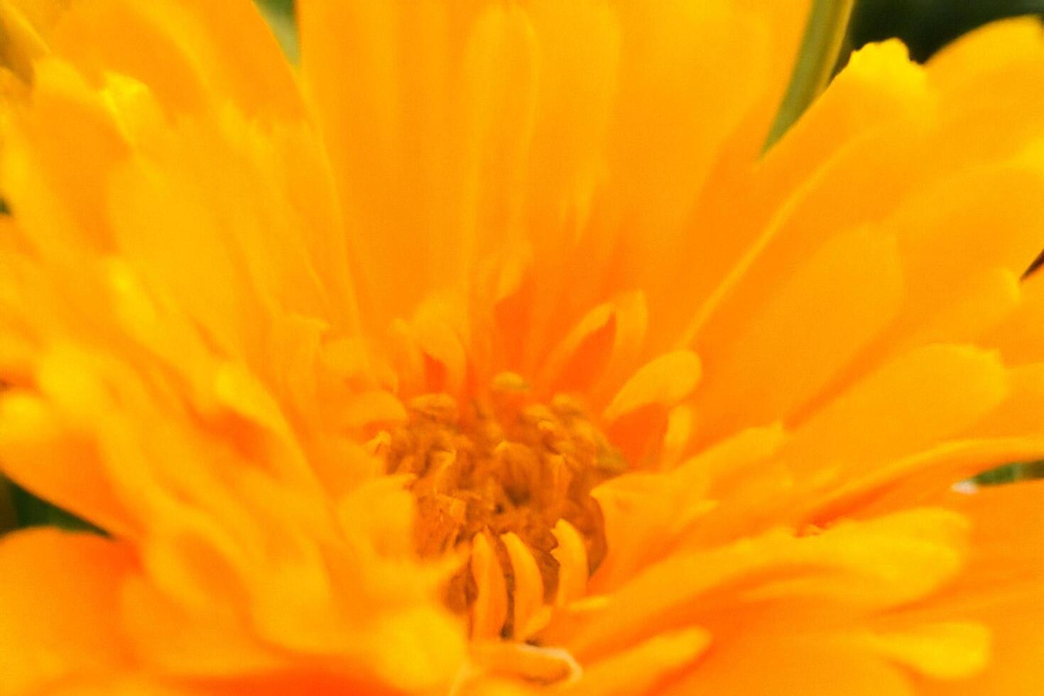 Close-up vibrant orange flower, garden backdrop, nature detail, design element photo