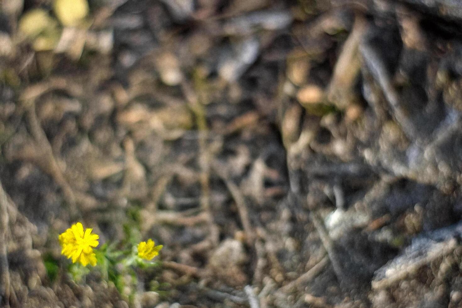 Resilient yellow flower amidst forest debris photo