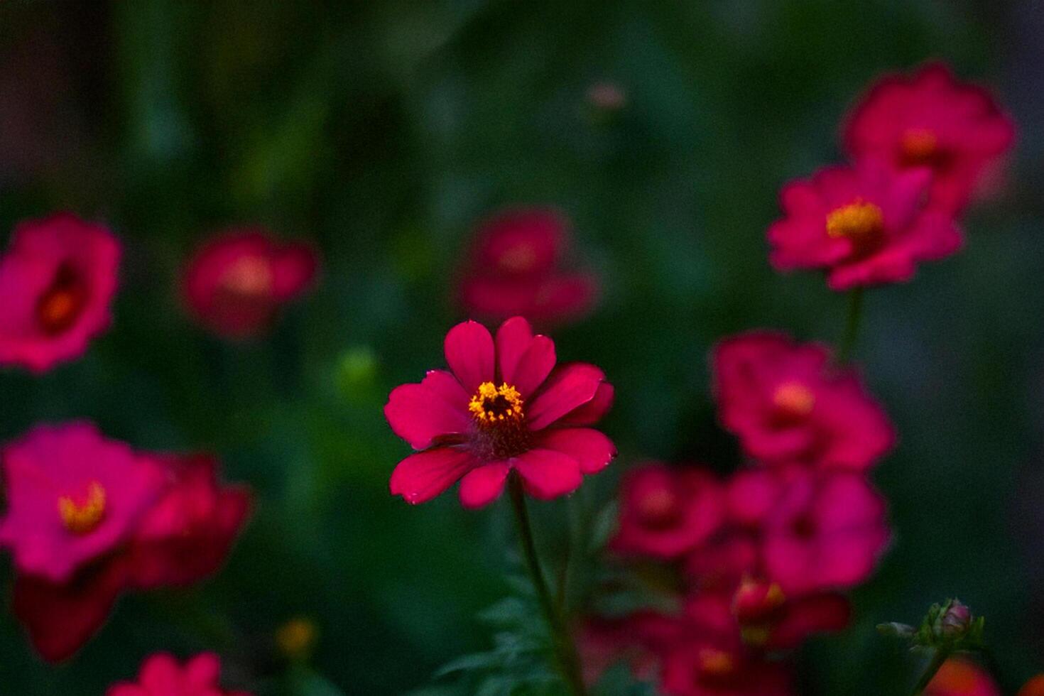 Garden Cosmos Bloom Closeup, Blurred Background photo