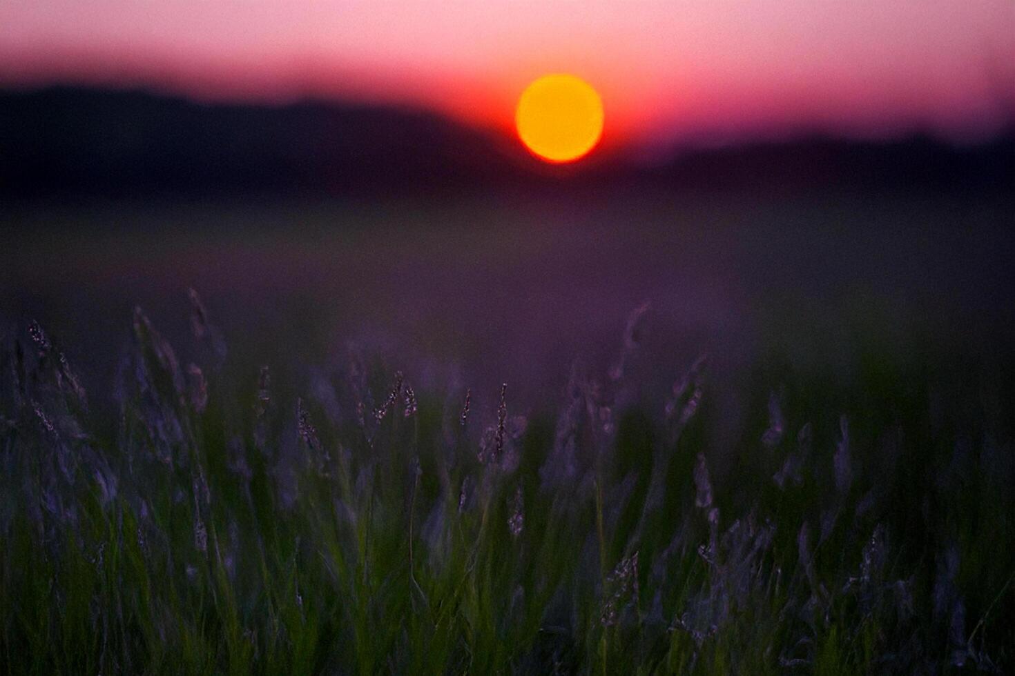 Sunset over field, grass foreground, peaceful landscape photo