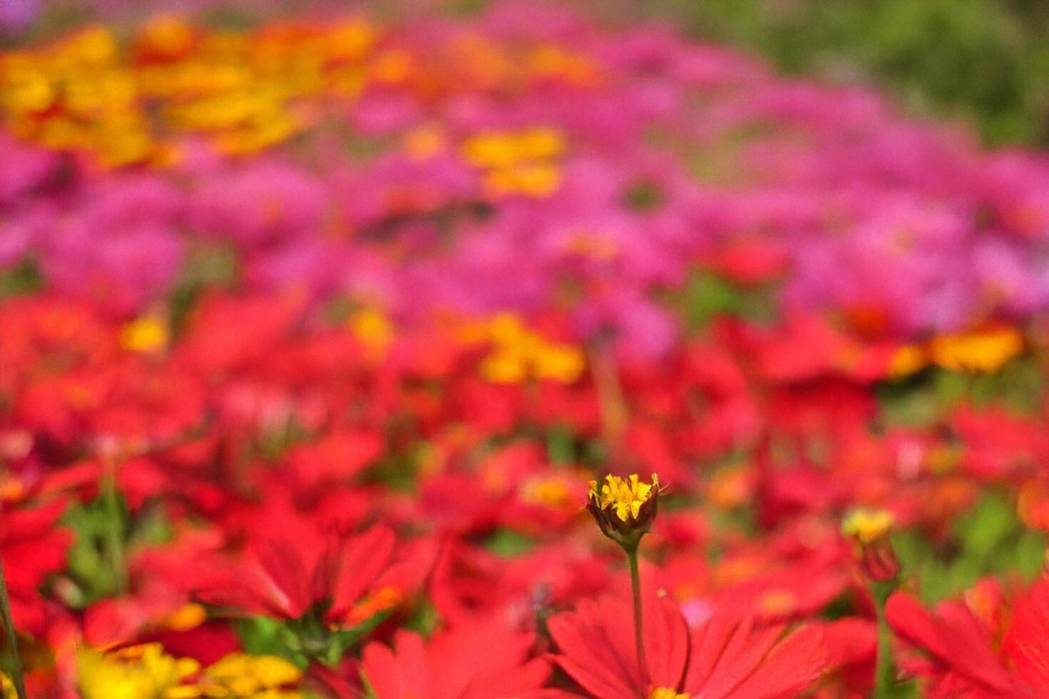 Vibrant red flowers blooming in field, blurred background, garden design photo