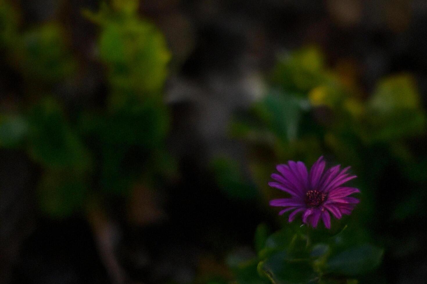 Purple flower blooms in garden at dusk photo