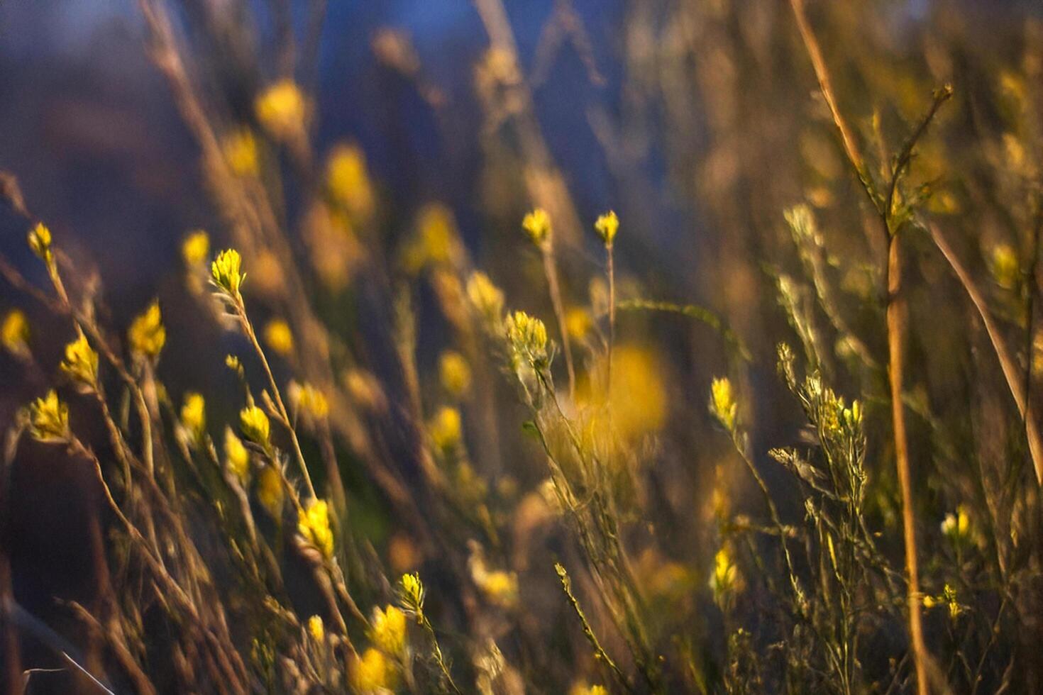 Golden wildflowers sunset meadow bokeh background photo