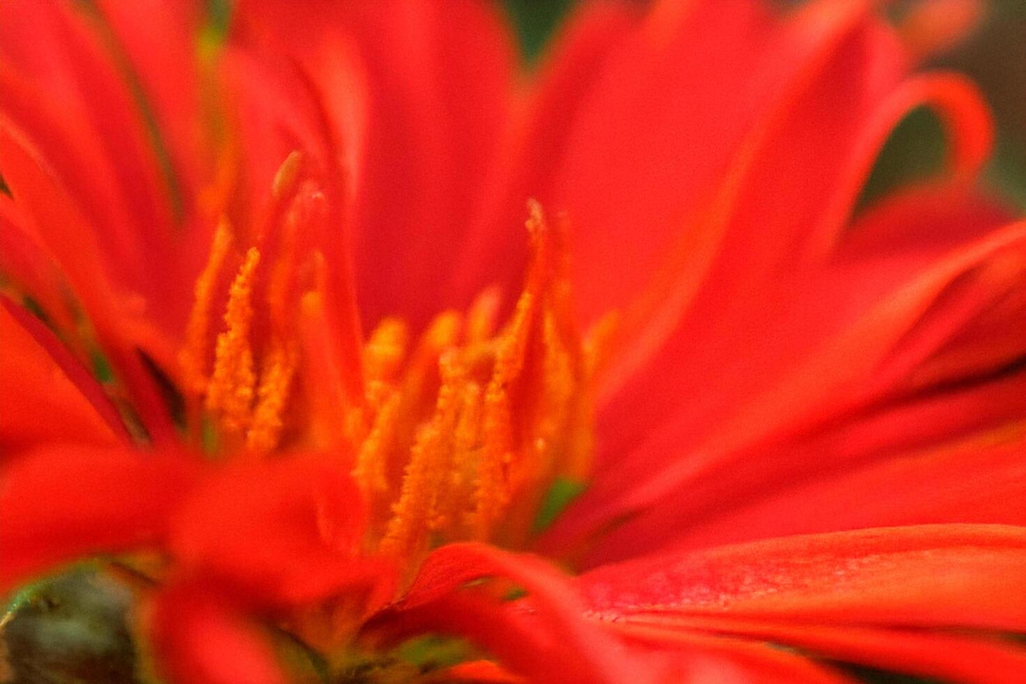 Red flower macro shot, vibrant petals, garden background, nature detail photo