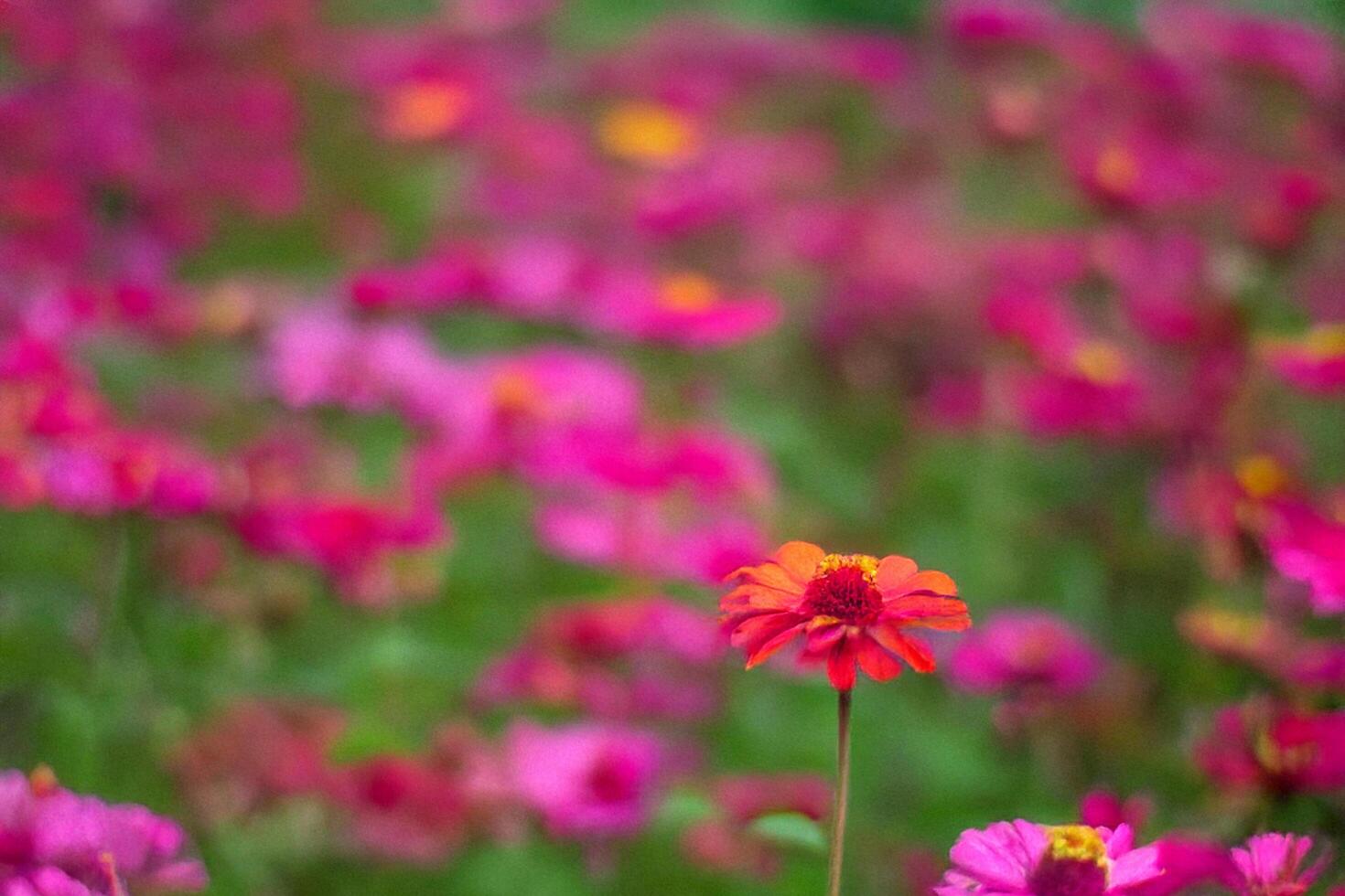 Single Zinnia Flower in Pink Field, Garden, Blurred Background, Nature Photography photo