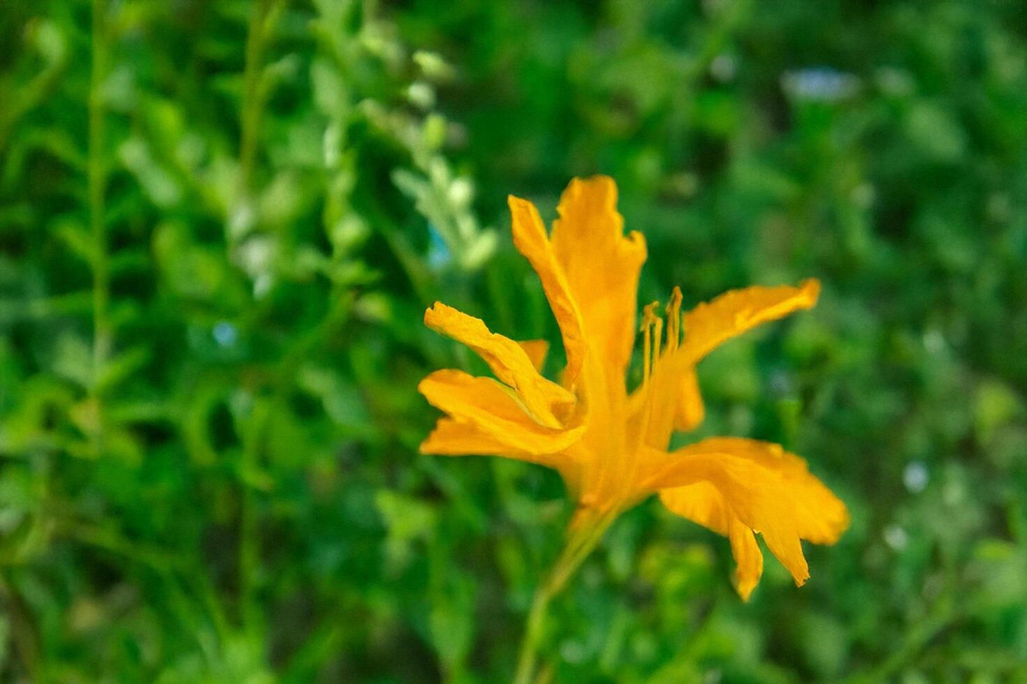 Orange flower blooms in garden, green bokeh photo