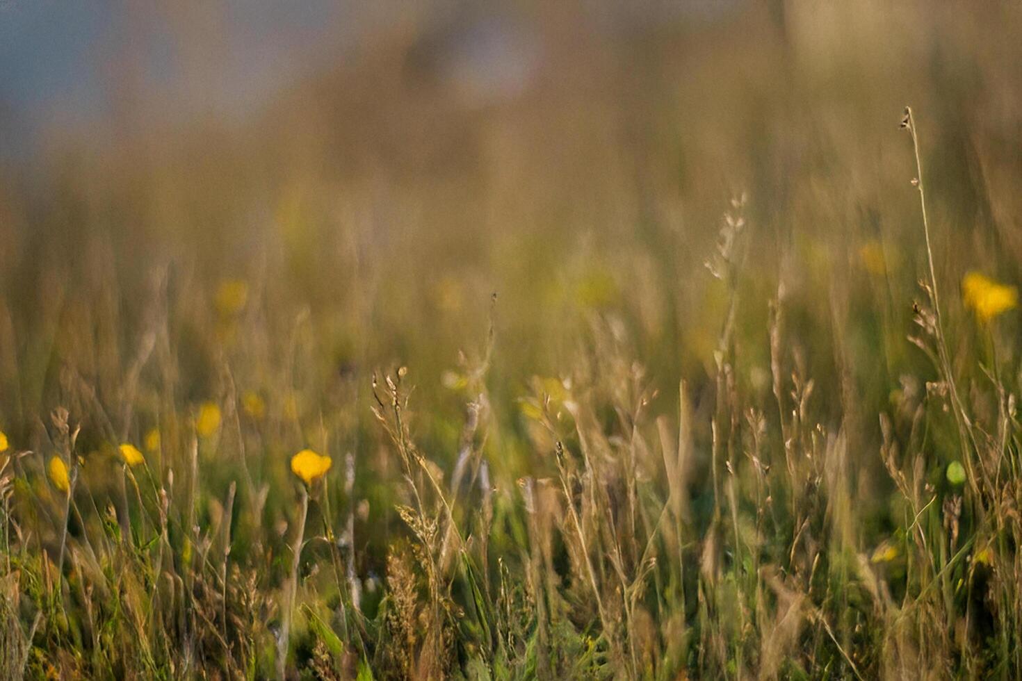 Golden hour meadow wildflowers, blurred background, nature scene photo