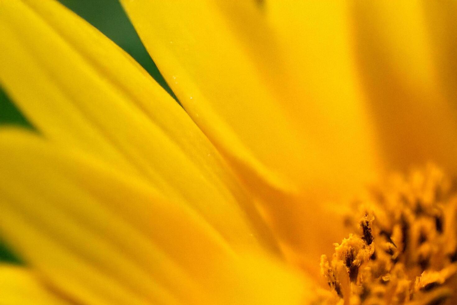 Close-up yellow flower petals, garden, blurred background, nature photo