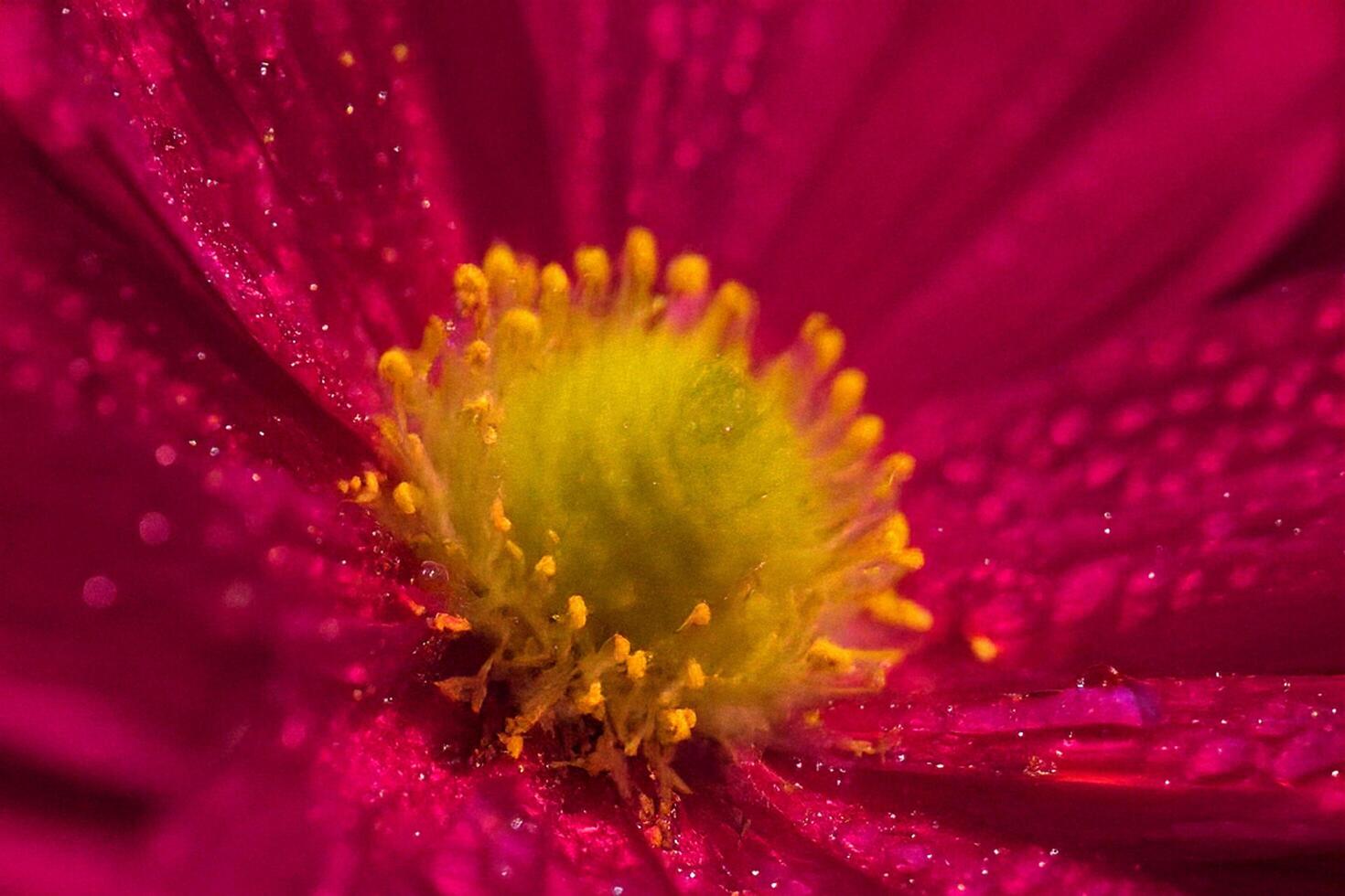 Dew-kissed Cosmos Close-up, Garden Bloom, Macro Shot photo