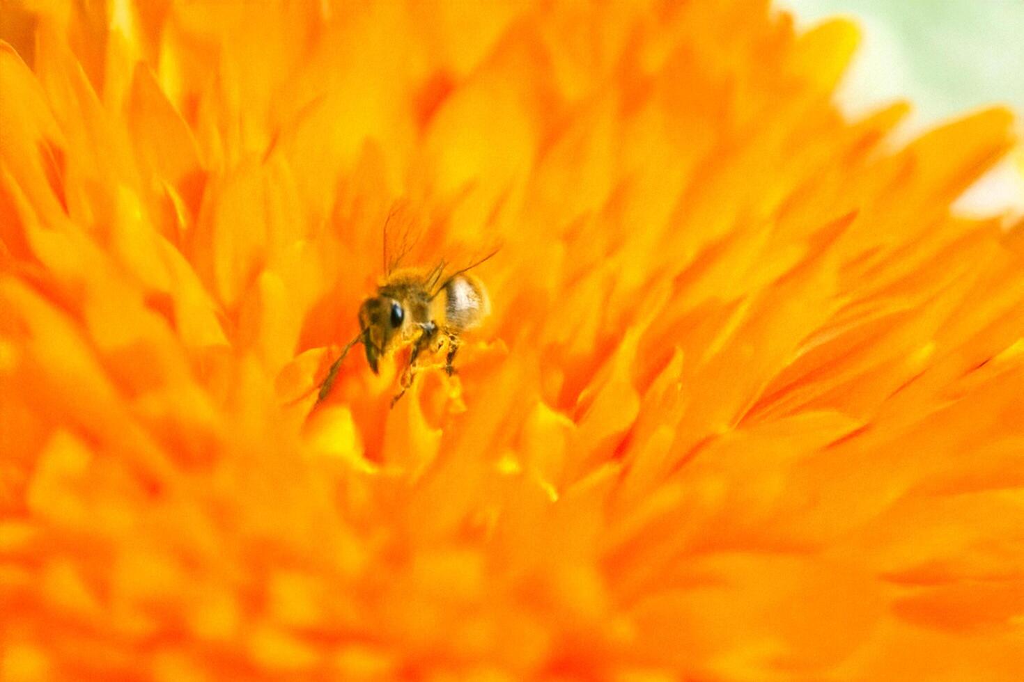 Bee pollinating orange flower, garden, blurred background, nature photo