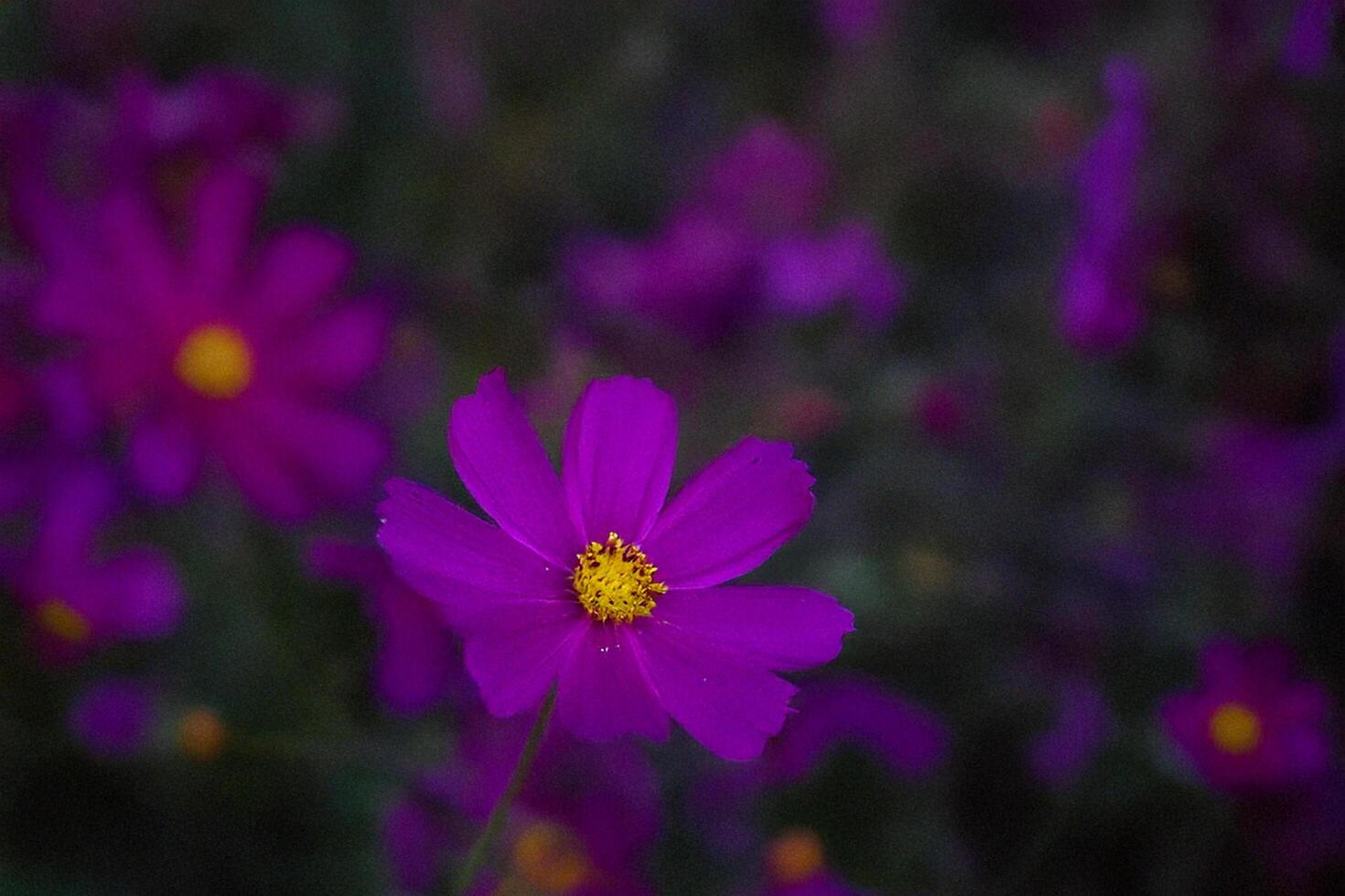 Purple cosmos flower blooming, garden bokeh background, nature photography, floral design photo
