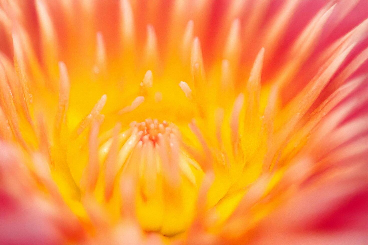 Close-up Pink Water Lily Bloom, Pond, Macro Detail, Nature Background photo