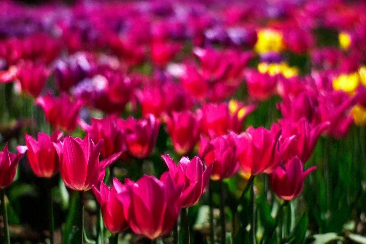 Vibrant tulips blooming in spring garden photo