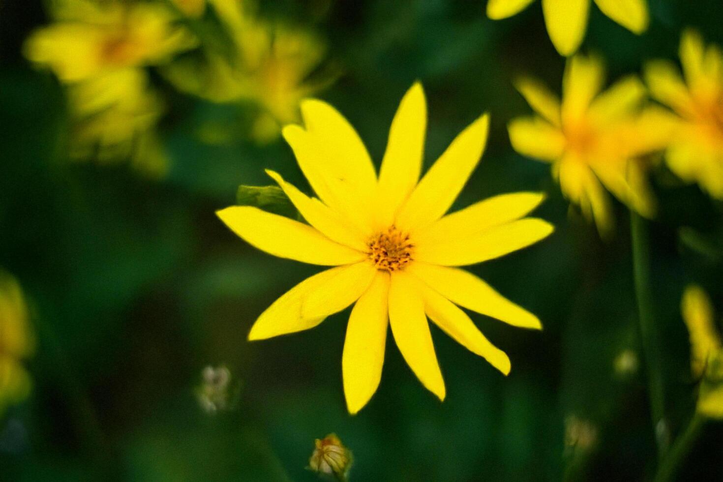 Yellow Wildflower Close-up, Meadow, Summer Bloom, Nature Background, Botanical Illustration photo
