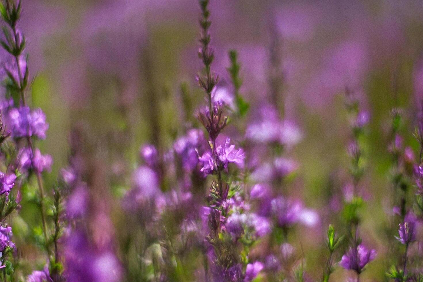 Purple wildflowers blooming in field, soft focus background, nature photography, spring photo