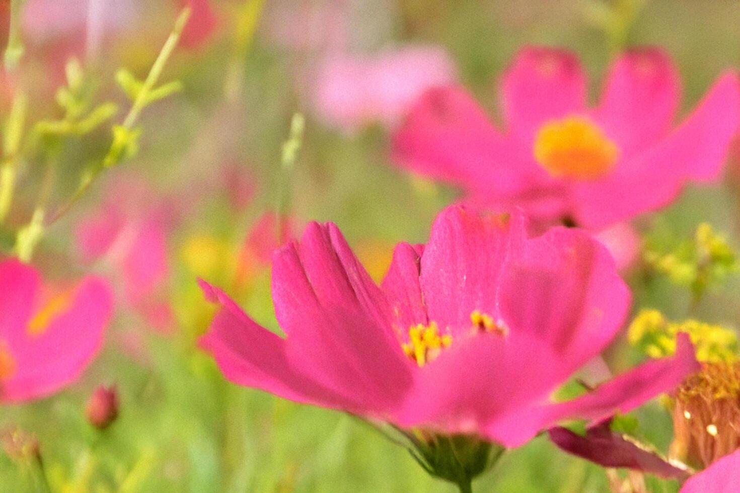 Pink cosmos field, close-up, sunny day, blurred background, floral design photo