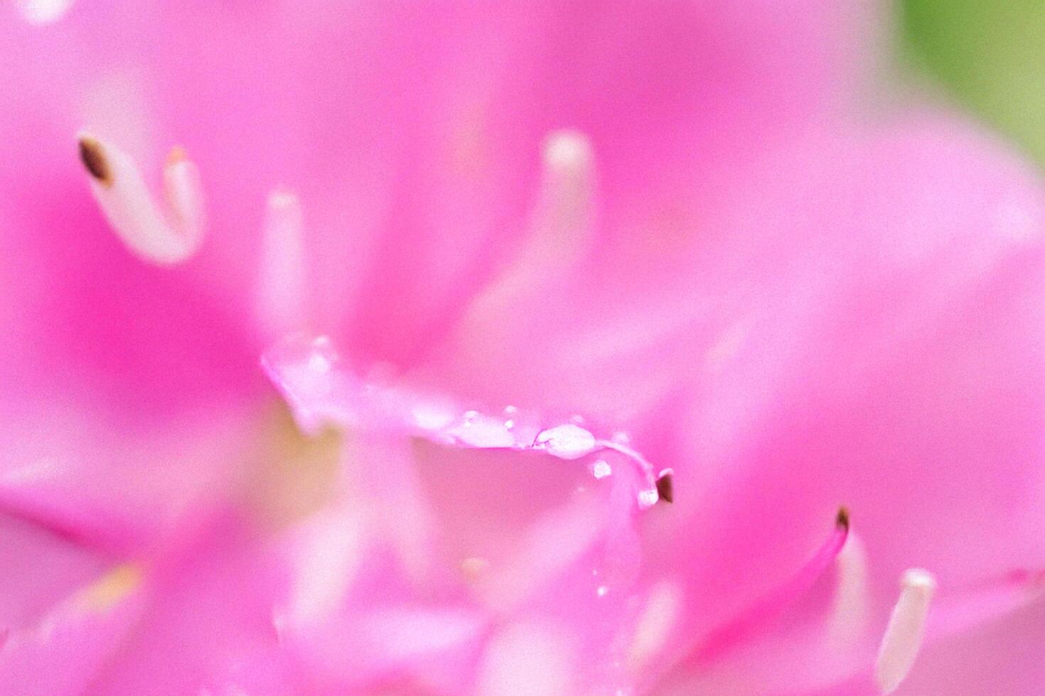 Pink flower petals, dew drops, close-up, garden background, floral design photo