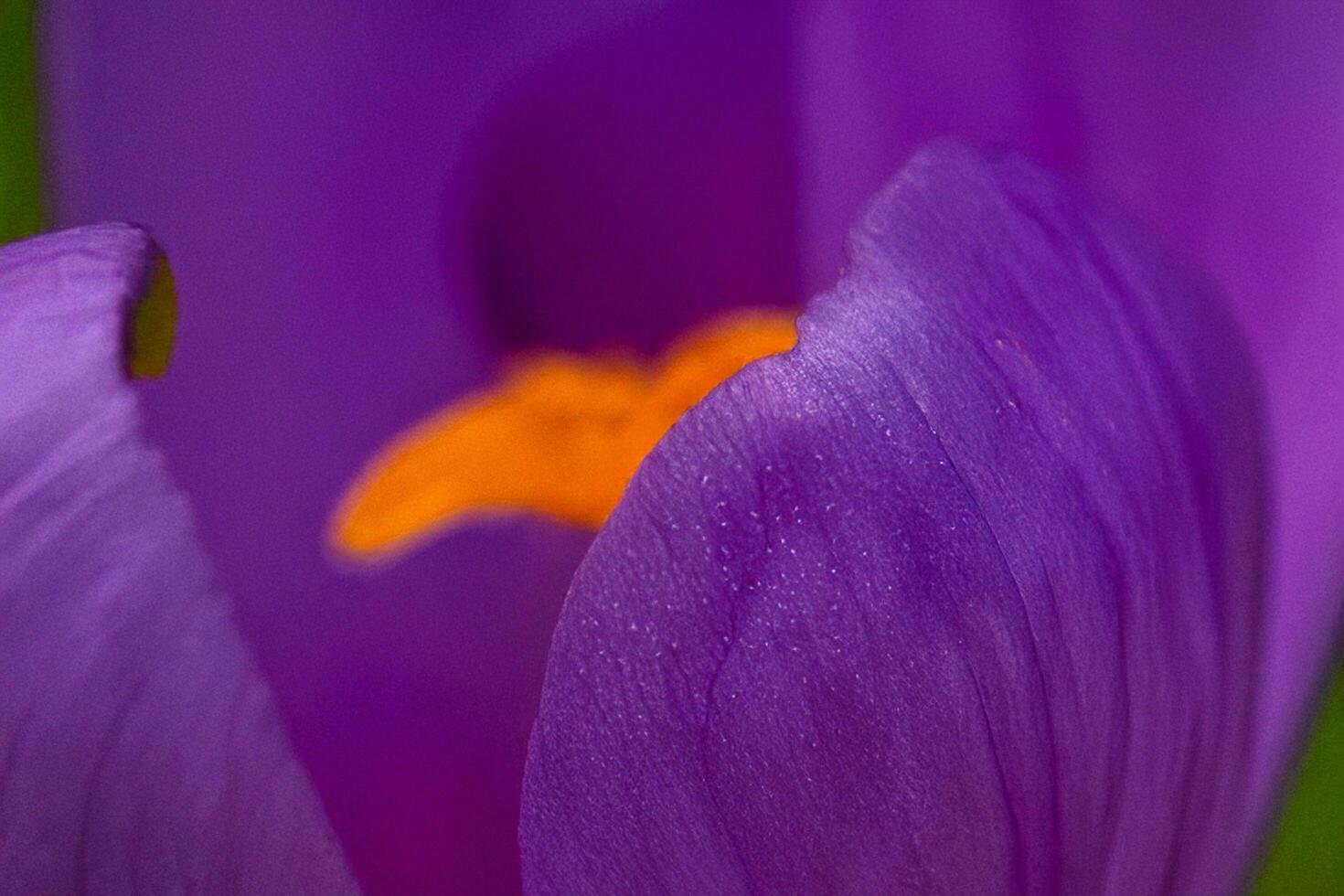 Purple Crocus Macro Close-up, Garden Bloom, Spring photo
