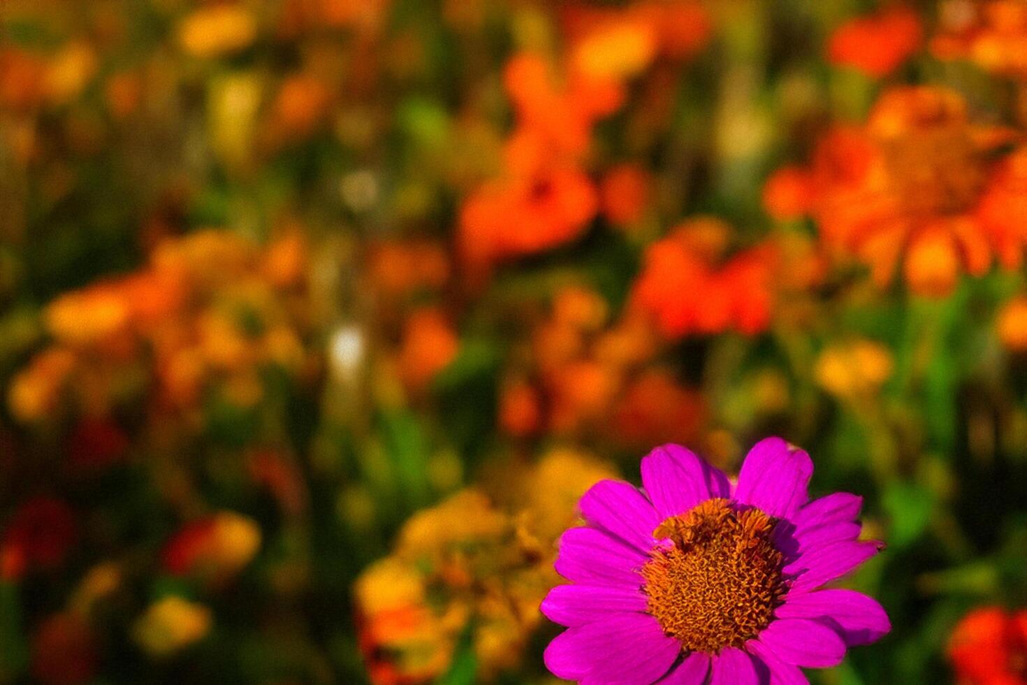 Bee pollinating pink flower, autumn garden, blurred background photo