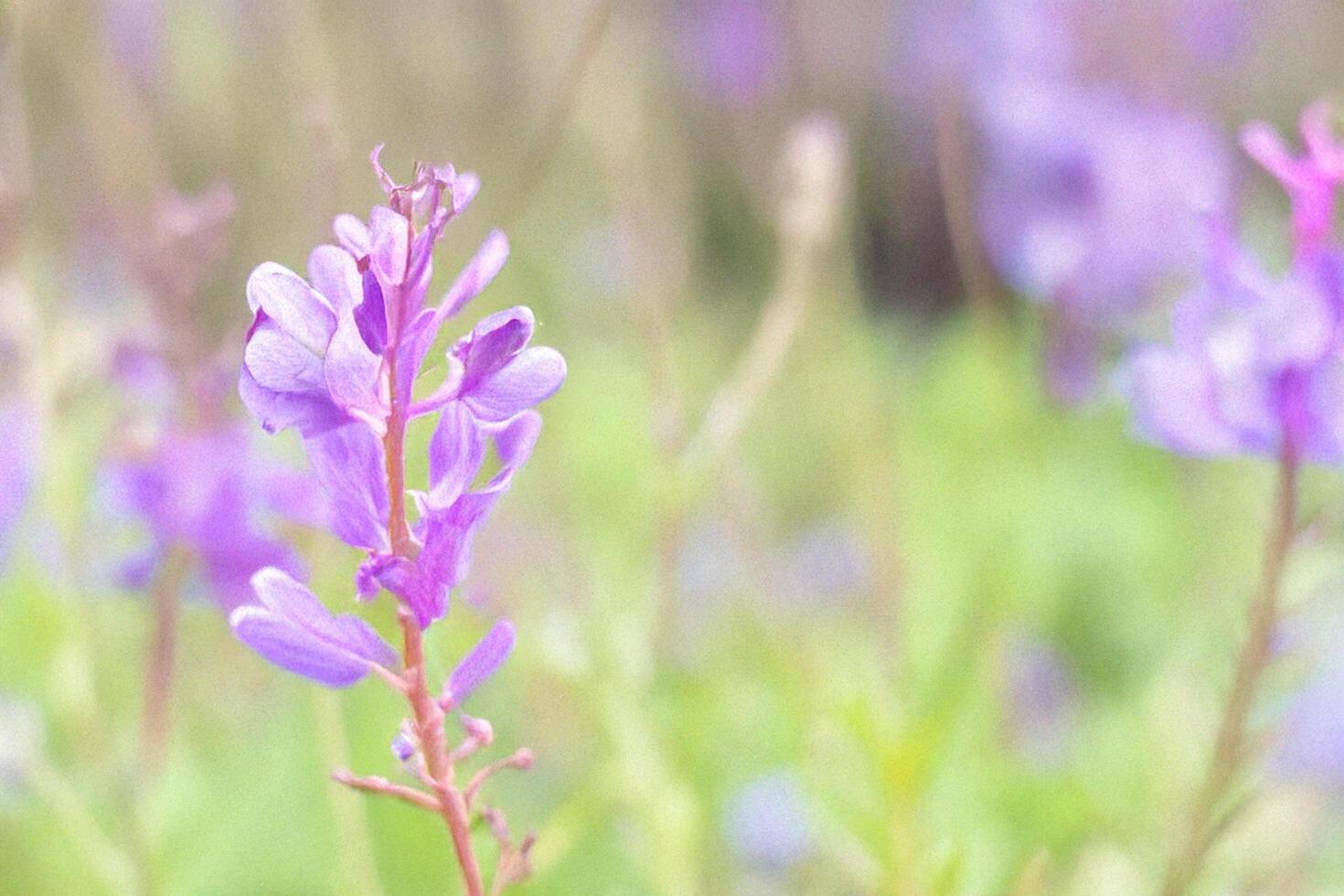 Purple wildflowers meadow bokeh spring bloom nature photo