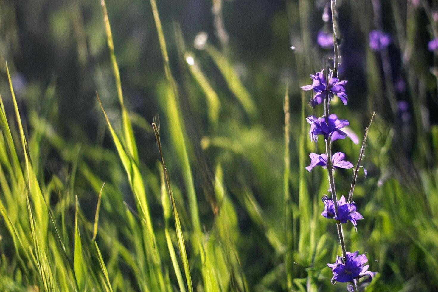 Purple wildflowers meadow sunrise nature background photo