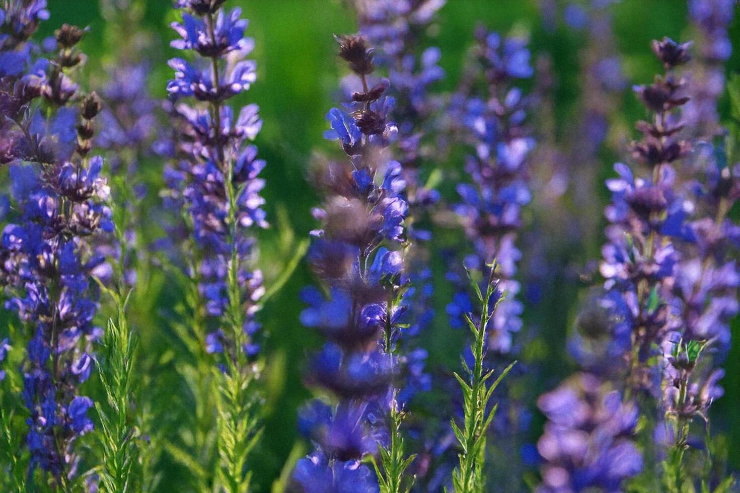 Purple wildflowers meadow sunset nature background photo