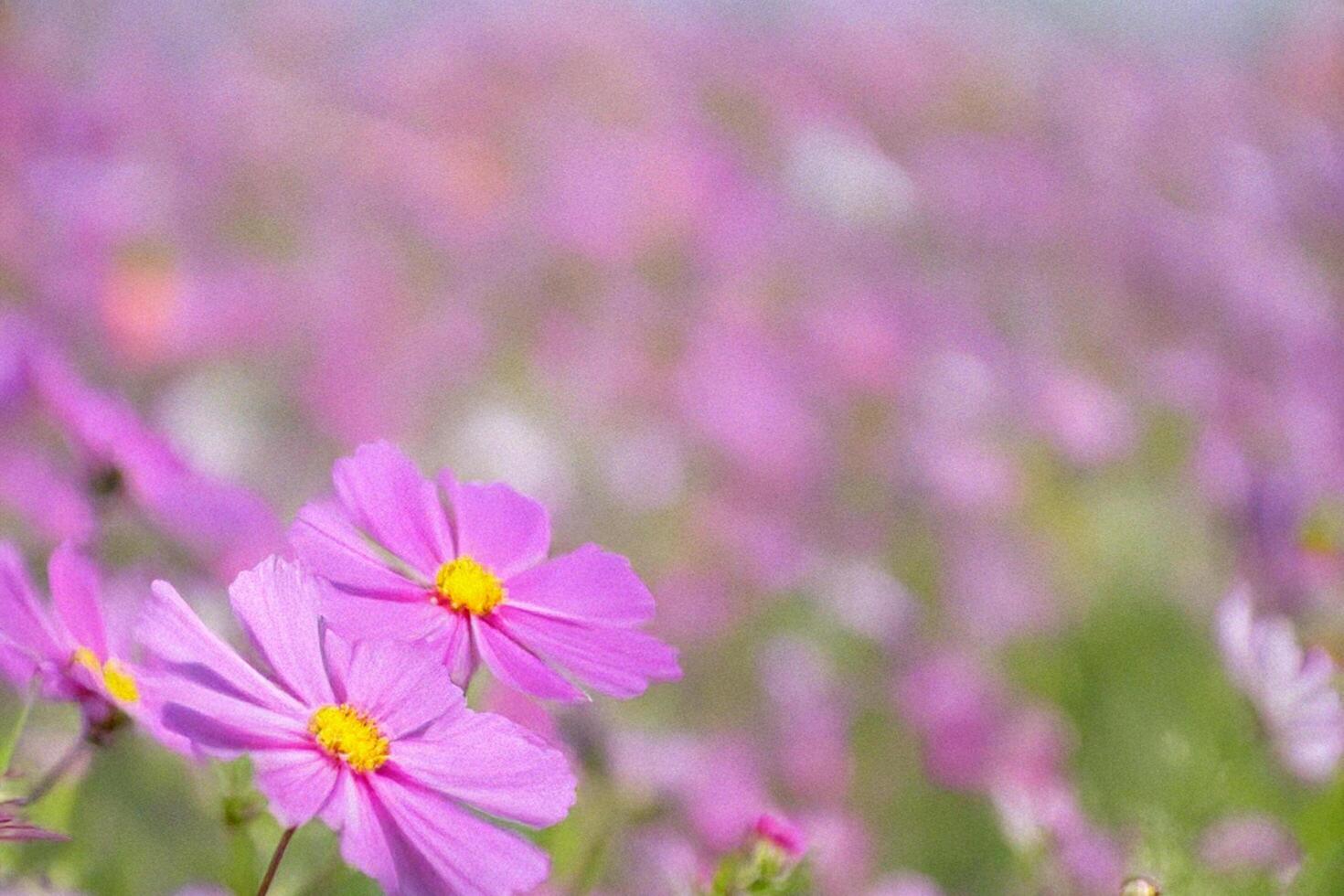 Pink cosmos flowers blooming field, blurred background, springtime photo