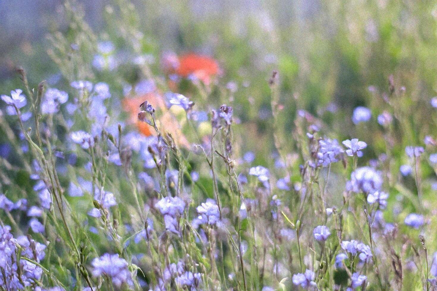 Blue wildflowers sway gently in summer meadow photo