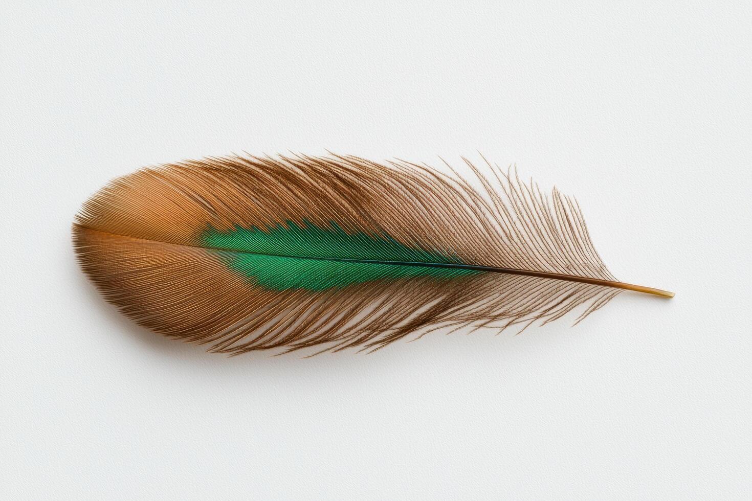 Single brown and green feather on white background. photo