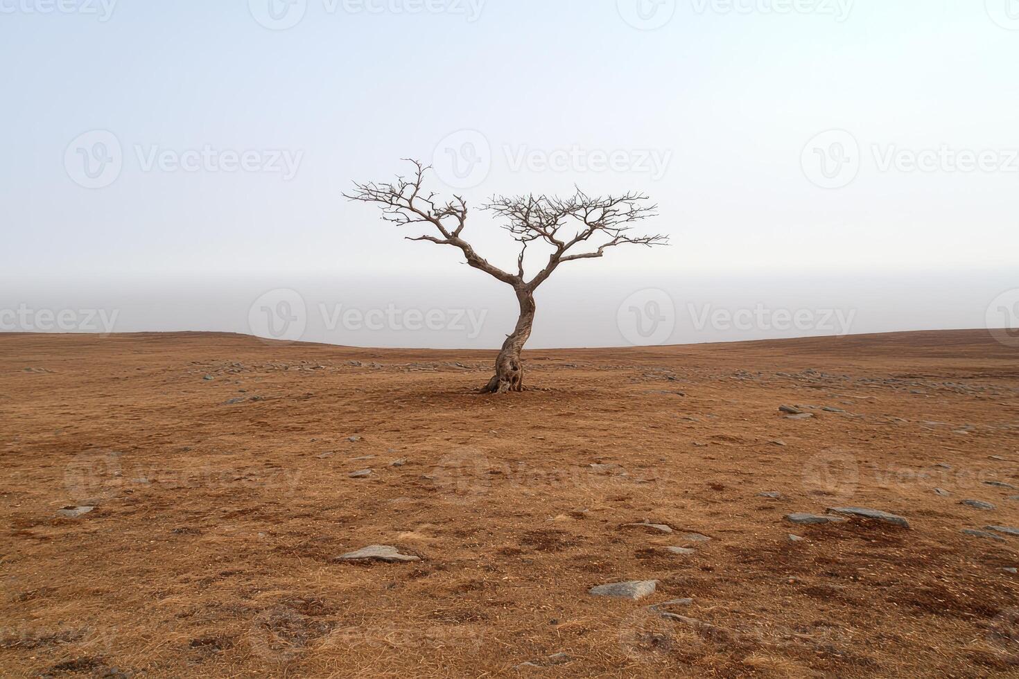 Lonely tree in a barren landscape photo