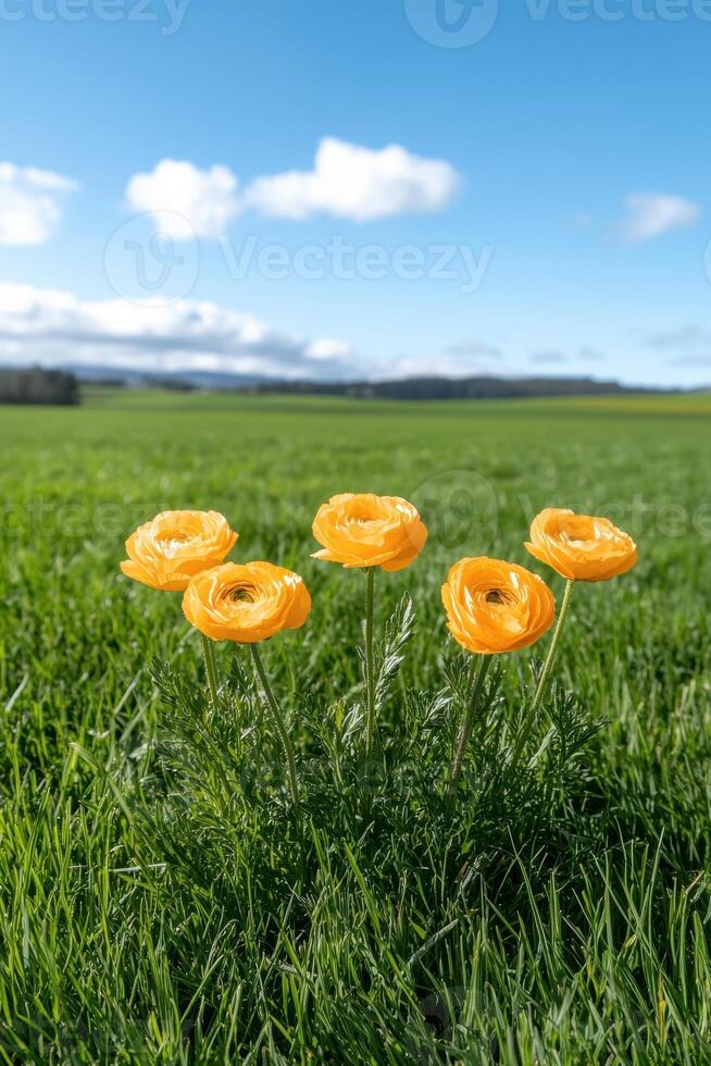 Five orange ranunculus flowers in a field photo