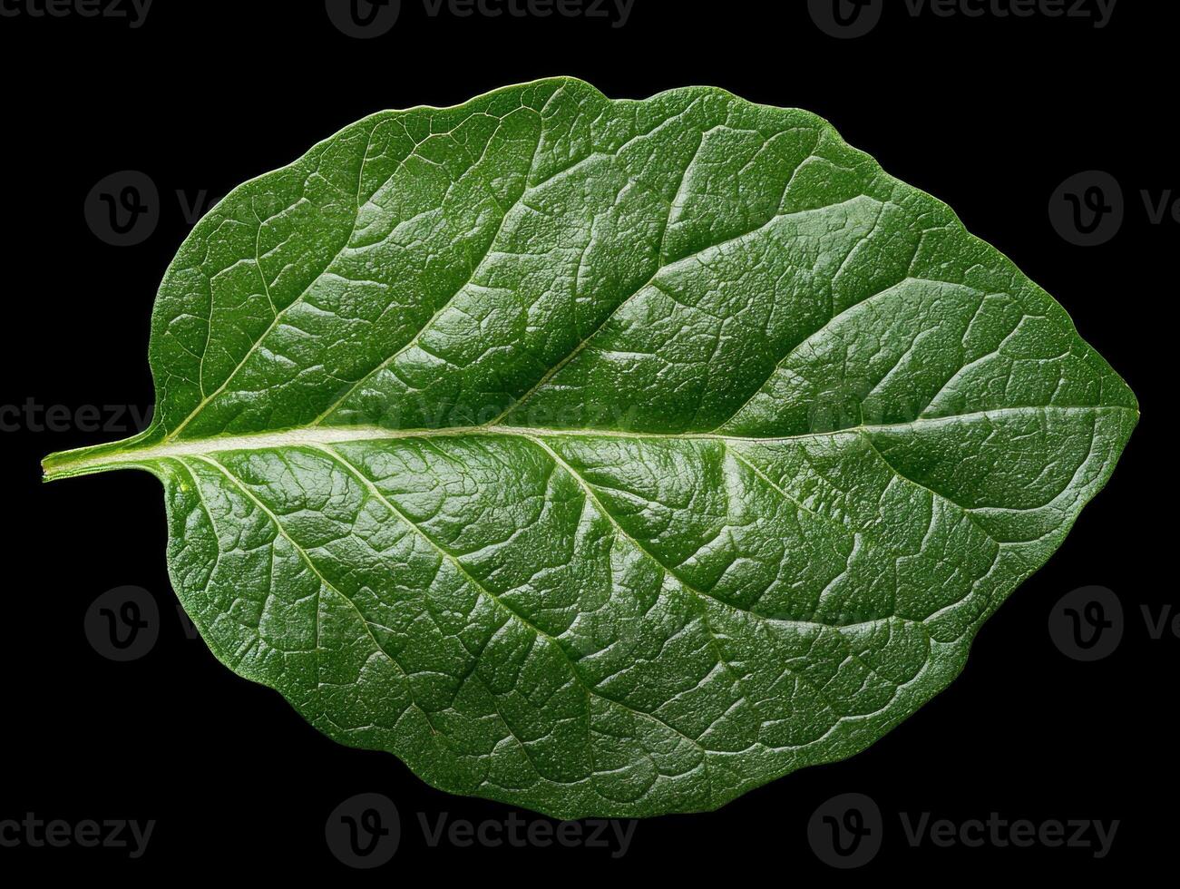 Close up of a single green leaf isolated on black background photo
