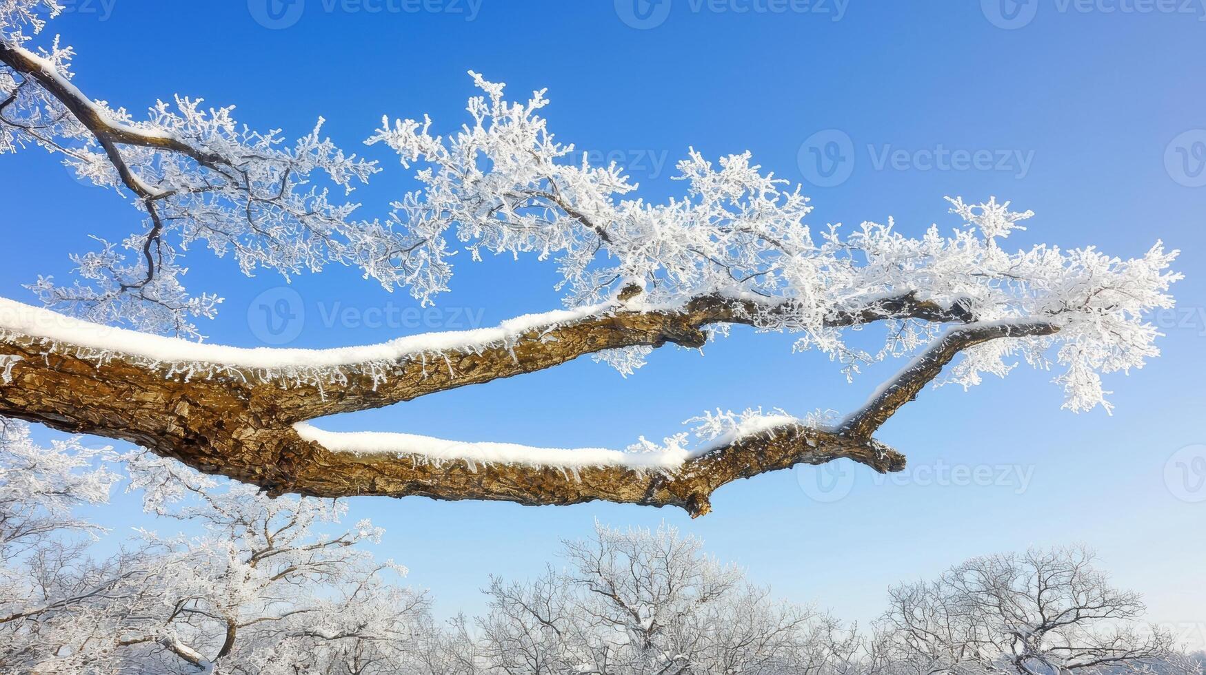 Frost covered branches against a bright blue winter sky photo