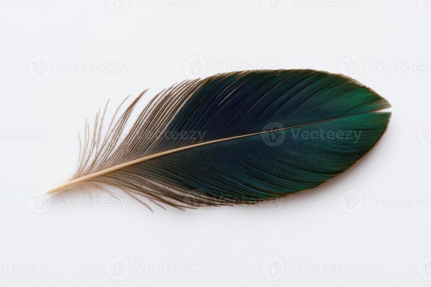 Single green feather on white background photo