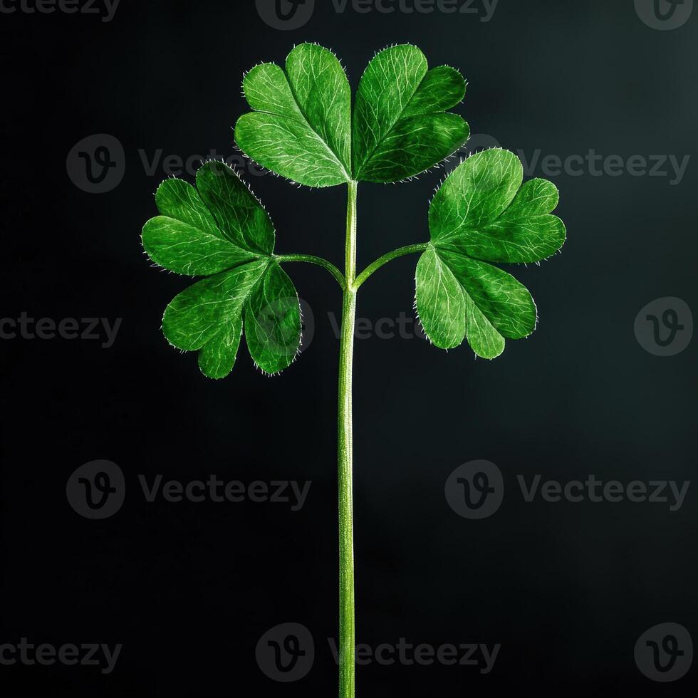 Close up of a three leaf clover like plant against a black background photo