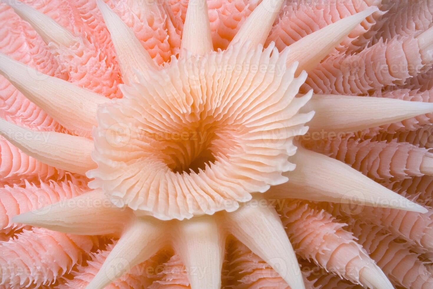 Close up of a vibrant pink sea anemone, showcasing its intricate radial symmetry and textured surface photo
