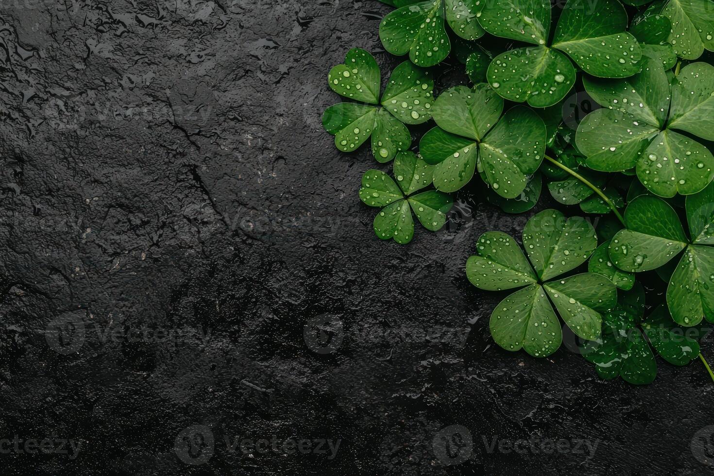 Close up of fresh green clover leaves with water droplets on a dark background photo