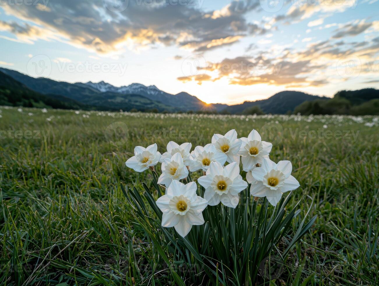 White daffodils in a field at sunset with mountains in the background photo
