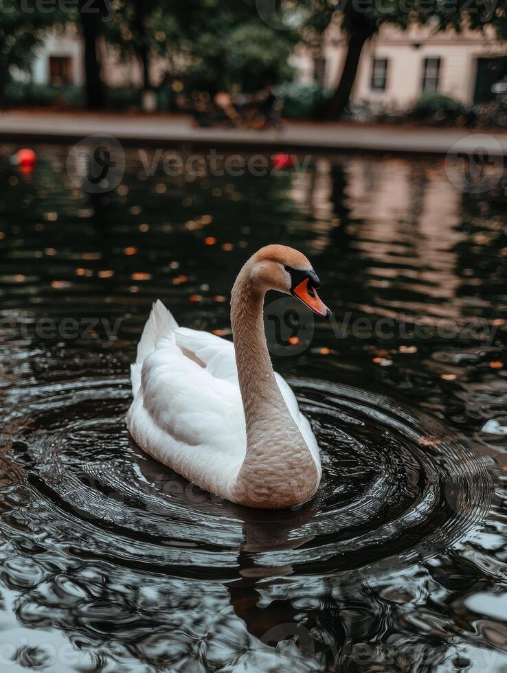 Graceful swan swimming in a calm pond photo