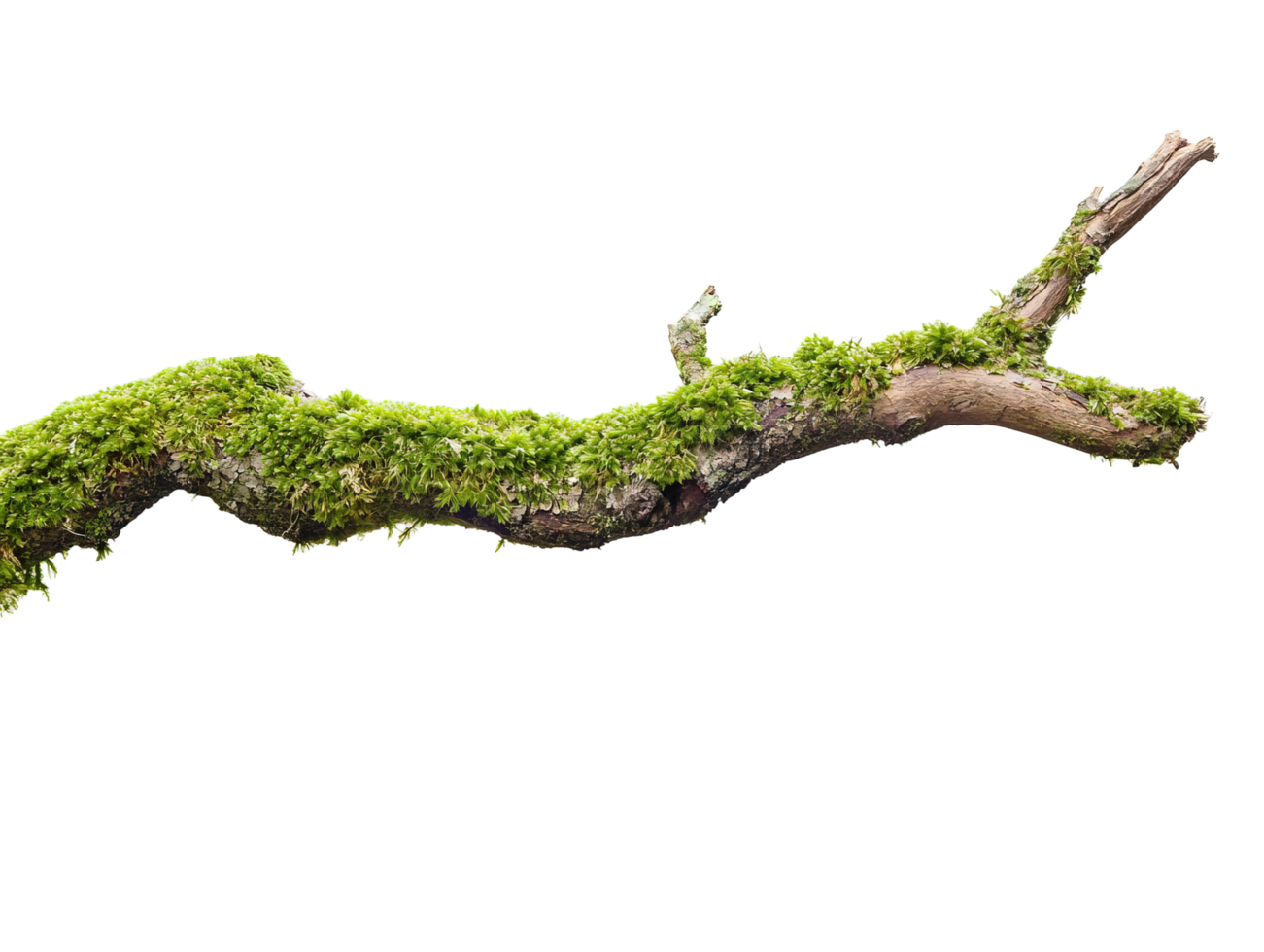 Moss covered branch isolated on transparent background png