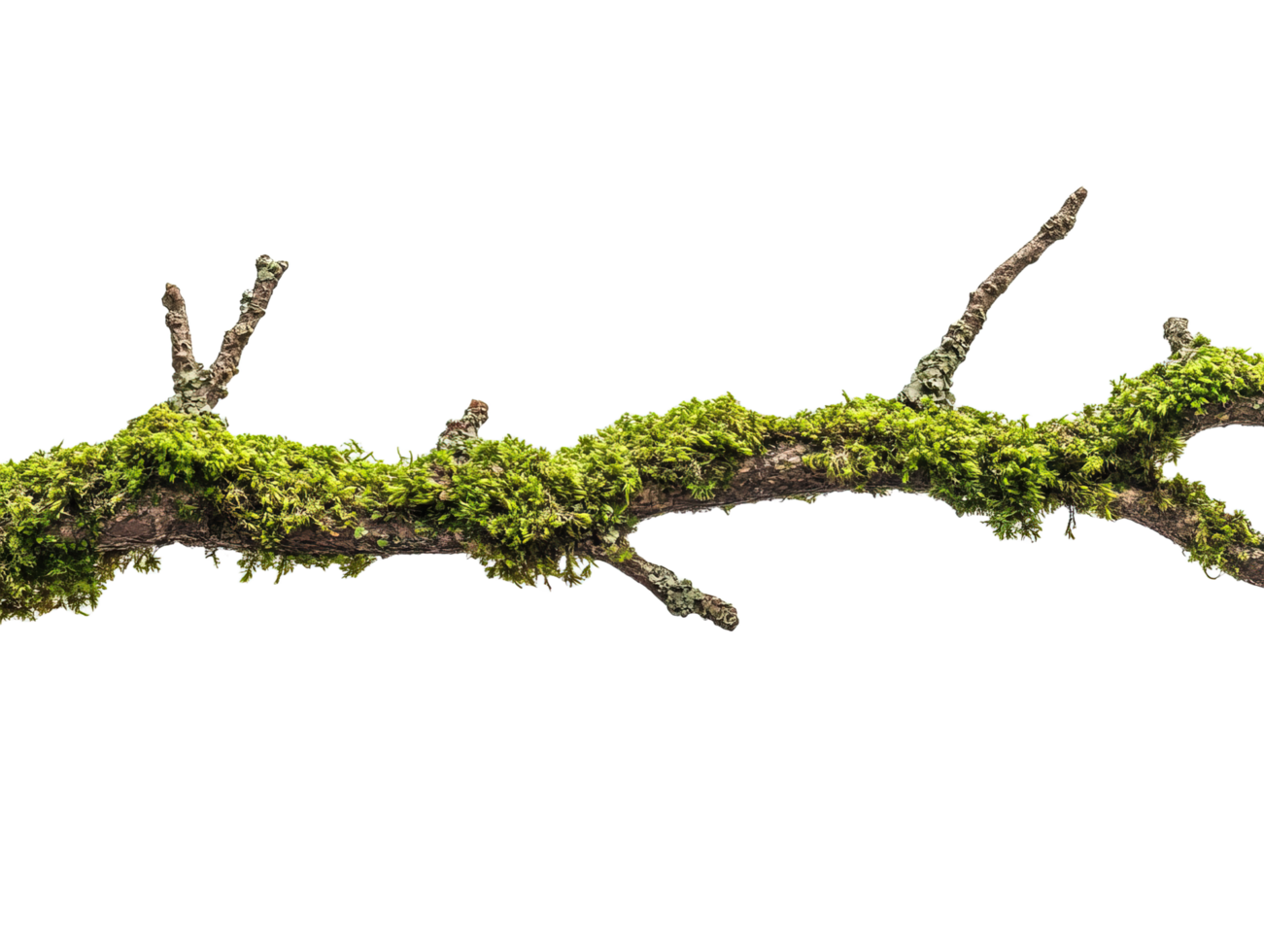 Moss covered branch png