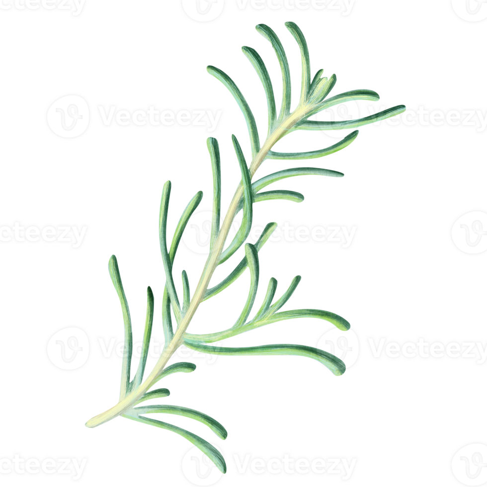 Delicate branch of rosemary, with fresh green leaves and natural aroma. Suitable for botanical illustrations, food packaging, herbal product labels, natural lifestyle and wellness marketing materials png