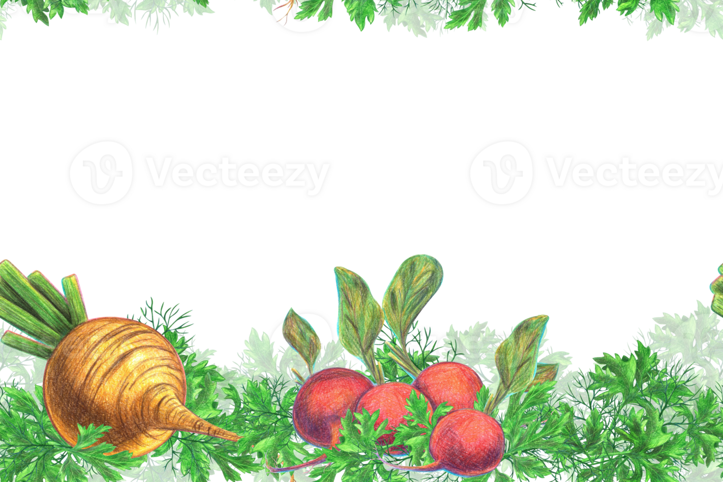 Root vegetables radish and radish with sprigs of green herbs - dill and parsley. Seamless pattern, blank, banner, frame. Pencil-drawn illustration, graphics. For design, decor, textiles, printing png