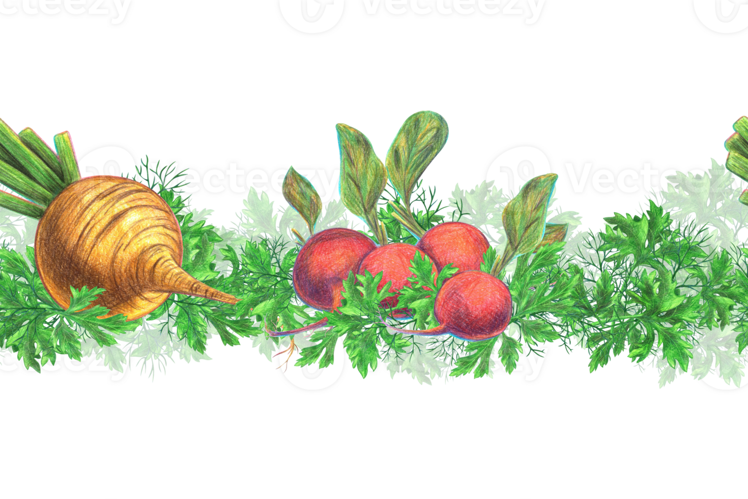 Root vegetables radish and radish with sprigs of green herbs - dill and parsley. Seamless pattern, border. Pencil-drawn illustration, graphics. For design, decor, textiles, printing, souvenirs png