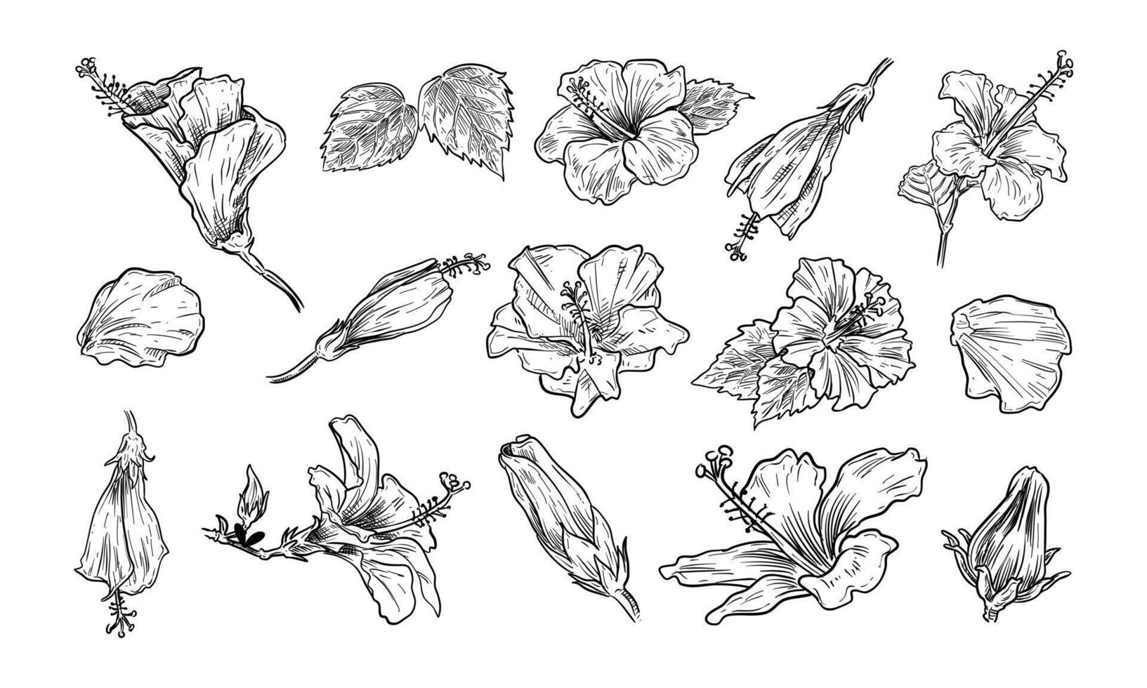 Hibiscus Blossom handdrawn collection vector